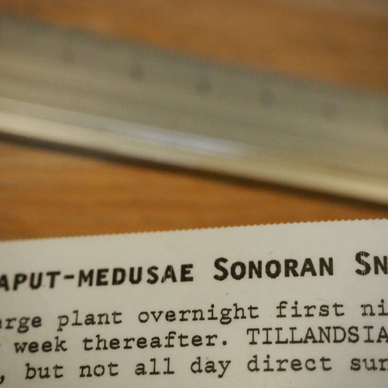 チランジア ／ カプトメデューサ ソノランスノー (T.caput