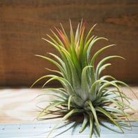 チランジア ／ イオナンタ ストリクタ　(T.ionantha var. stricta)　★EF01/Feb05