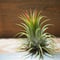 チランジア ／ イオナンタ ストリクタ　(T.ionantha var. stricta)　★EF01/Feb05