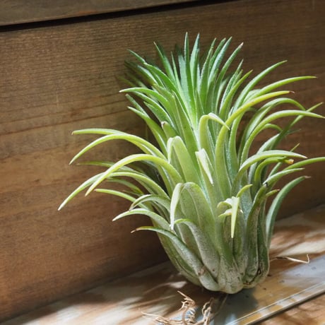チランジア ／ イオナンタ カーリージャイアント XL　(T.ionantha 'Curly Giant')　＊A01/Jul28
