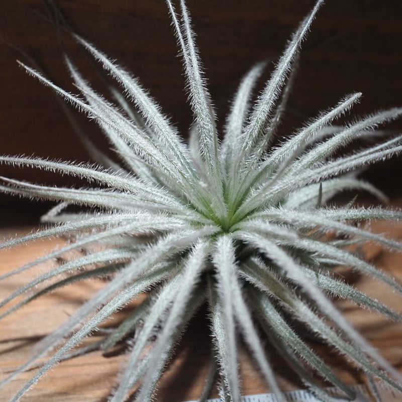 チランジア ／ テクトルム 子株付き (T.tectorum) ＊A01/Aug03 | 常葉