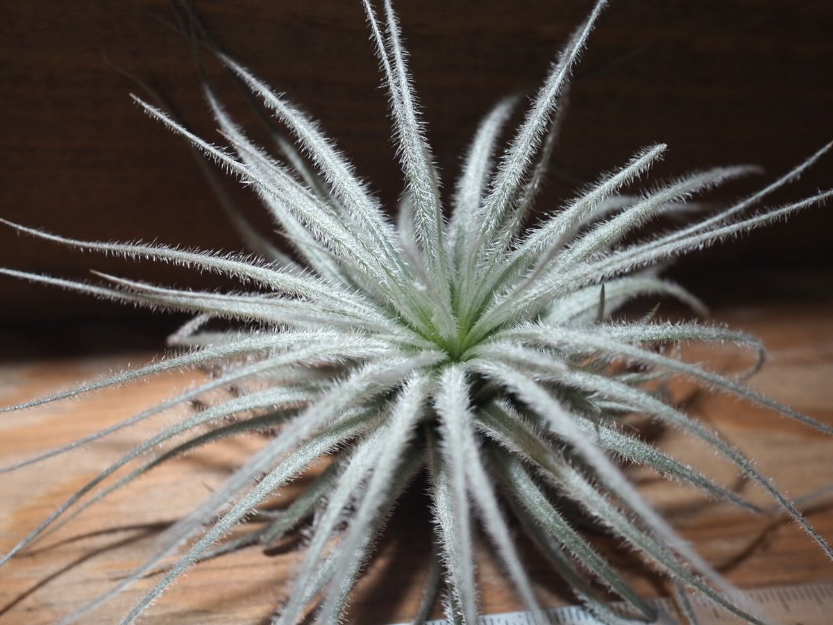 現品】チランジア・テクトラム 超特大（1） チランジア ／ テクトルム