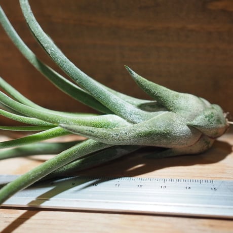 チランジア ／ シッティング プリティ　(T.'Sitting pretty') ★タイ農場　＊A01/Apr25