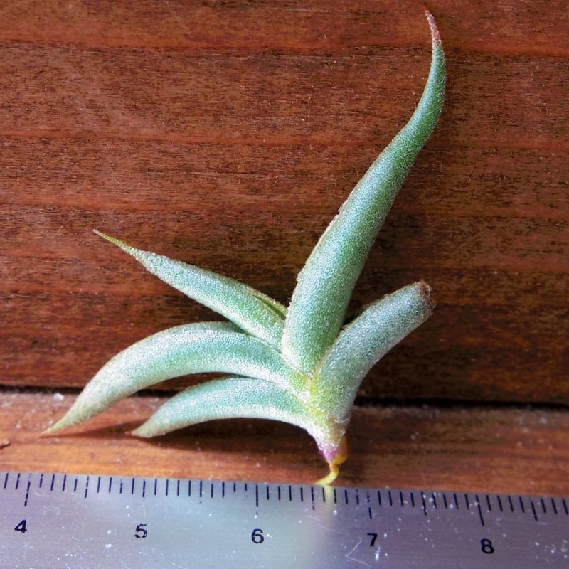 子株付き テネブラ tenebra (tillandsia ティランジア ) チランジア ／ テネブラ (T.tenebra) | 常葉植物園 Tokiwa