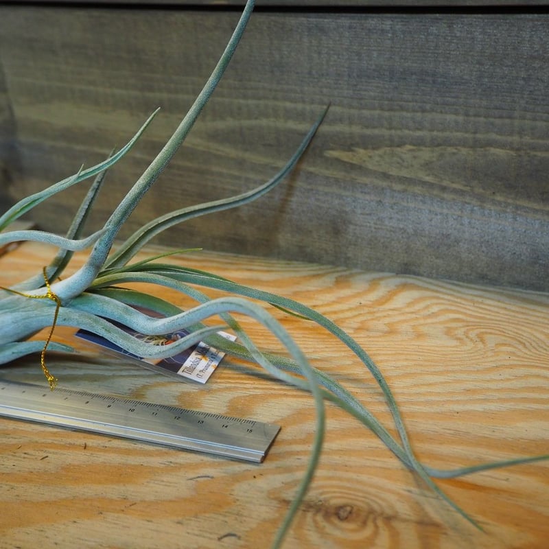 チランジア ／ メデューサ クラウン (T.'Medusa Crown') ＊A01/Dec1