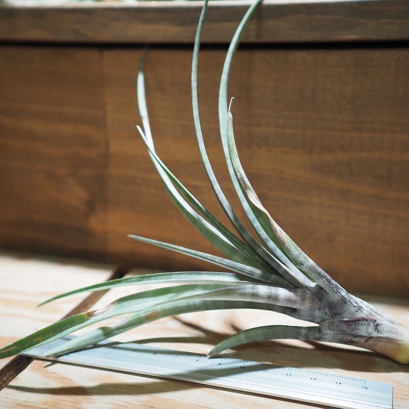 チランジア ／ ヒルダエ (T.hildae) ☆タイ農場 ＊A01/Jan10 | 常葉植物