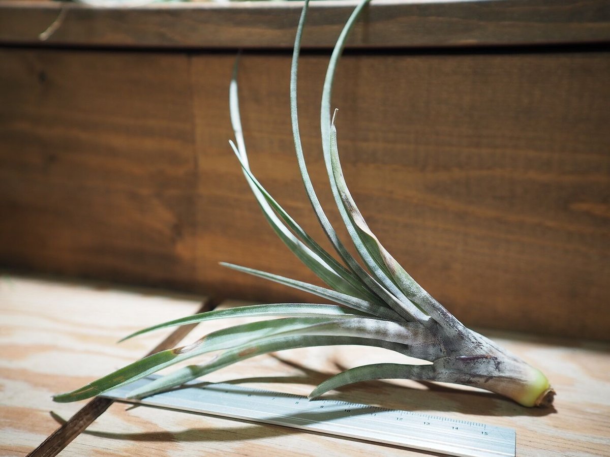 チランジア ／ ヒルダエ (T.hildae) ☆タイ農場 ＊A01/Jan10 | 常葉植物