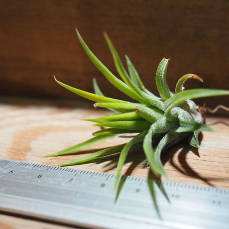 チランジア ／ イオナンタ ピーチ ホワイトフラワー　(T.ionantha 'Peach White Flower')　＊A01/Apr25