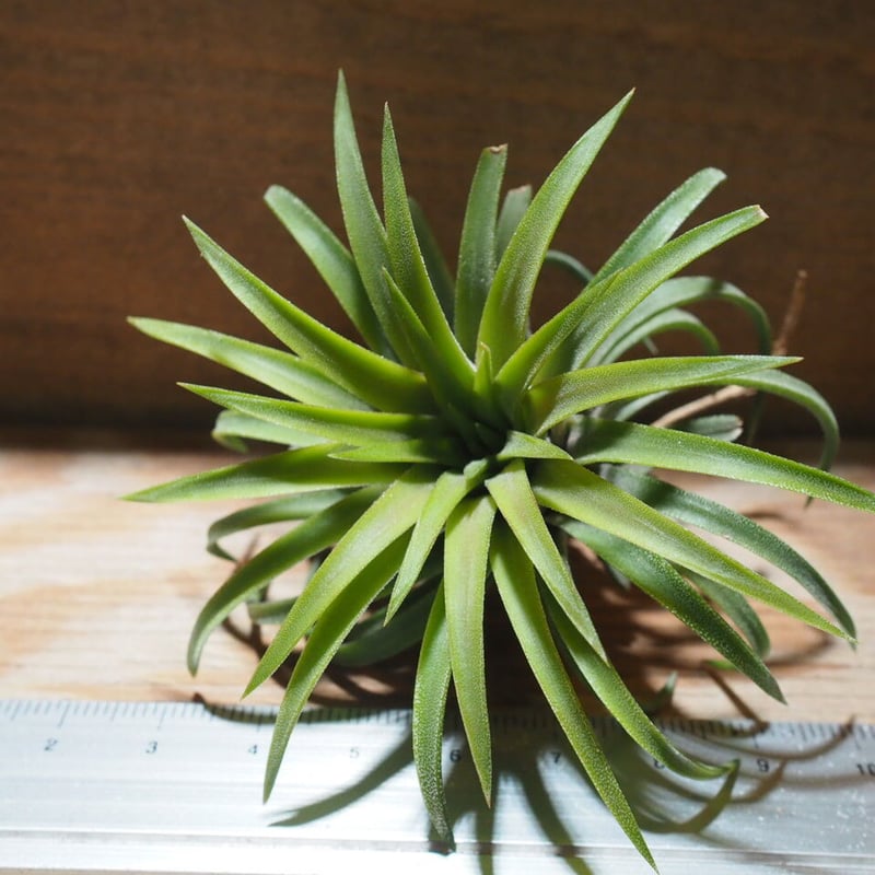 チランジア ／ イオナンタ ロン (T.ionantha 'Ron') ☆EF01/Feb05