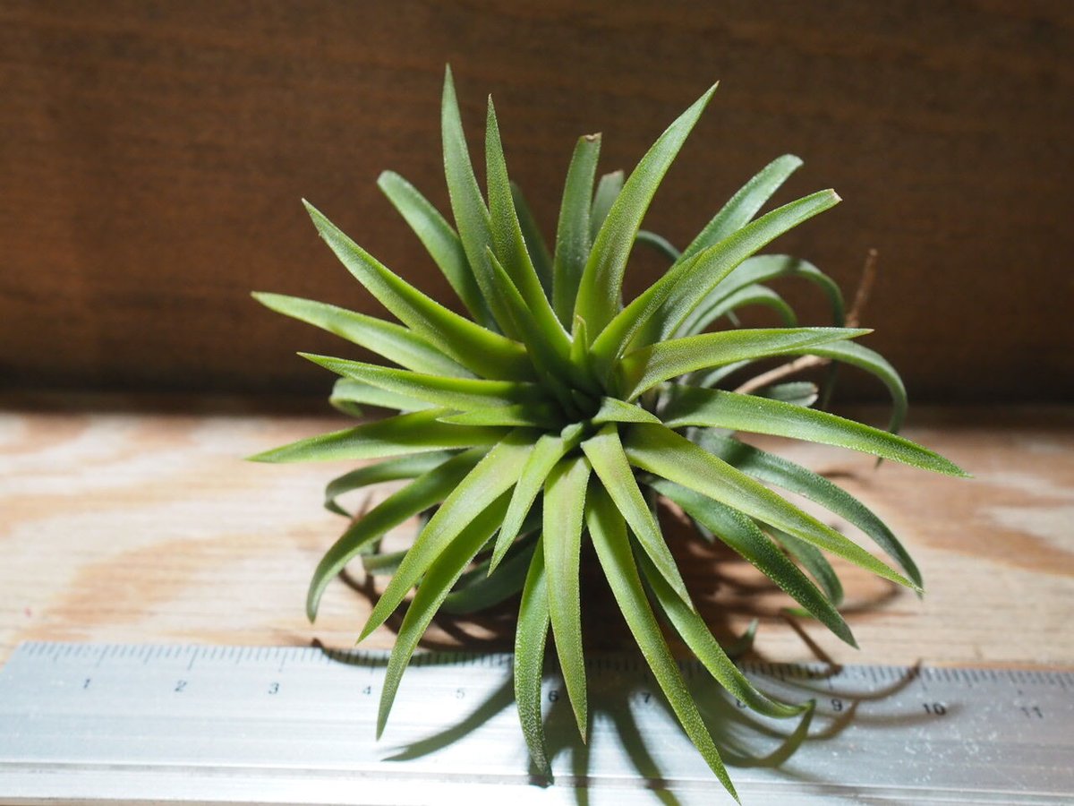 チランジア ／ イオナンタ ロン (T.ionantha 'Ron') ☆EF01/Feb05