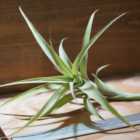 チランジア ／ ラティフォリア カウレセント　(T.latifolia  var.  caulescent)　＊A01/Aug24