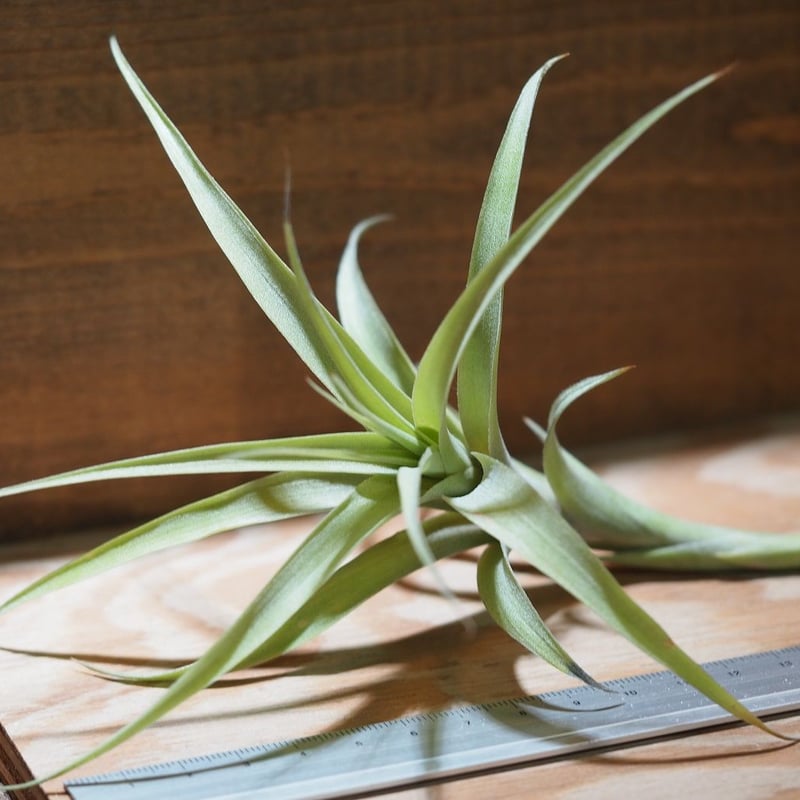 チランジア ／ ラティフォリア カウレセント (T.latifolia var. caul