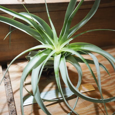 チランジア ／ キセログラフィカ × カピタータ　(T.xerographica × T.capitata)　＊A01/Jul05