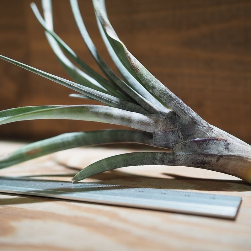 チランジア ／ ヒルダエ (T.hildae) ☆タイ農場 ＊A01/Jan10 | 常葉植物