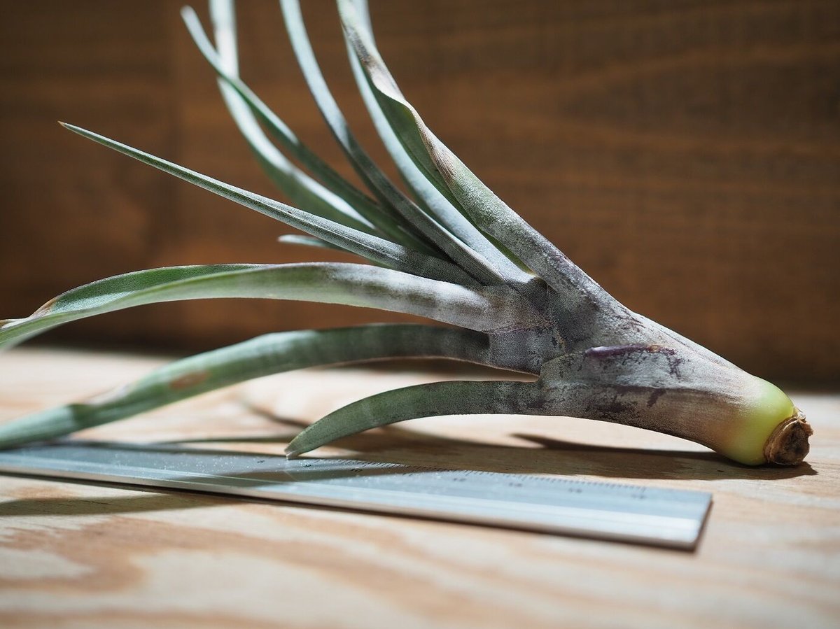 チランジア ／ ヒルダエ (T.hildae) ☆タイ農場 ＊A01/Jan10 | 常葉植物