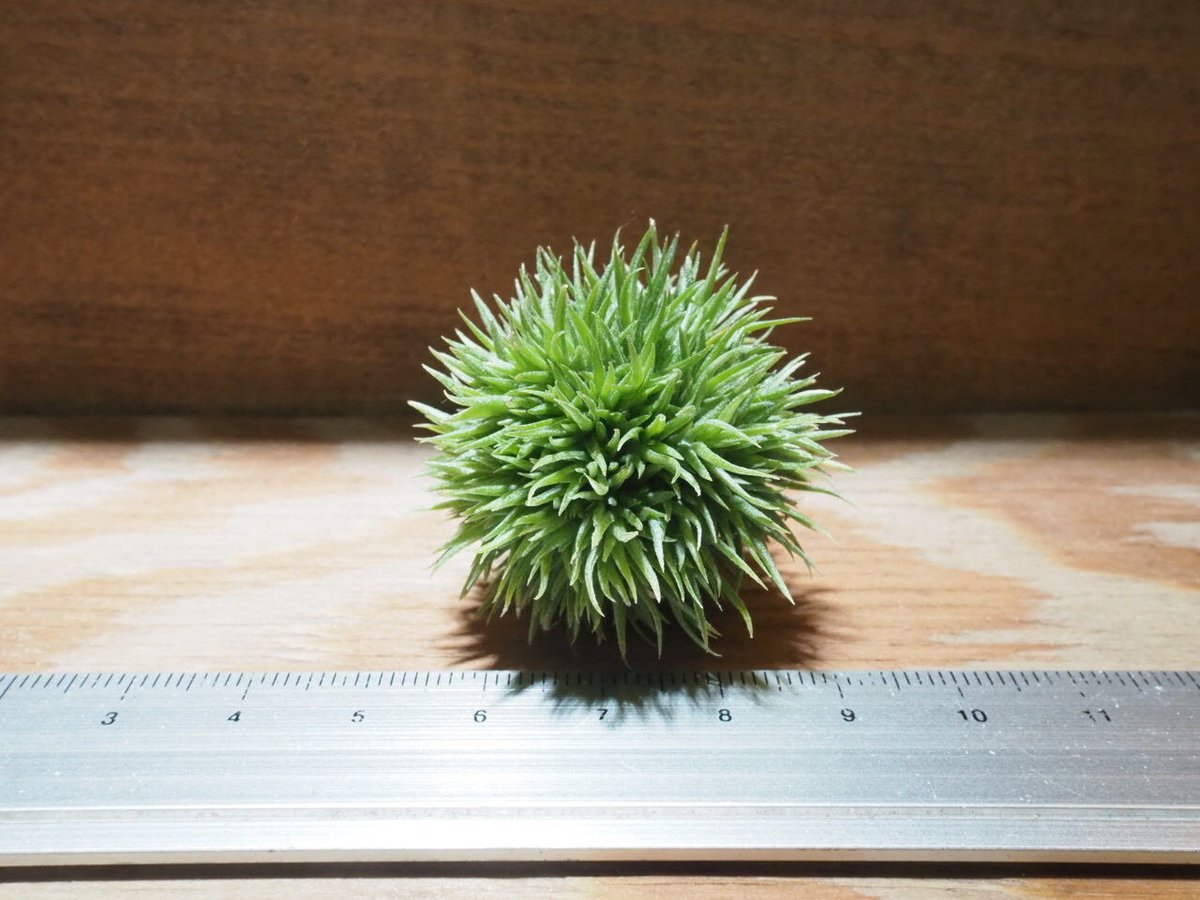 チランジア ／ アエラントス テディベア (T.aeranthos 'Teddy Bear')