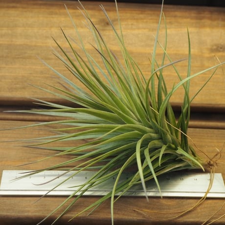 チランジア ／ ストリクタ リオネグロ　(T.stricta 'Rio Negro')