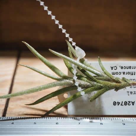 CATEGORY エアプランツ（チランジア） 希少種 | 常葉植物園 Tokiwa