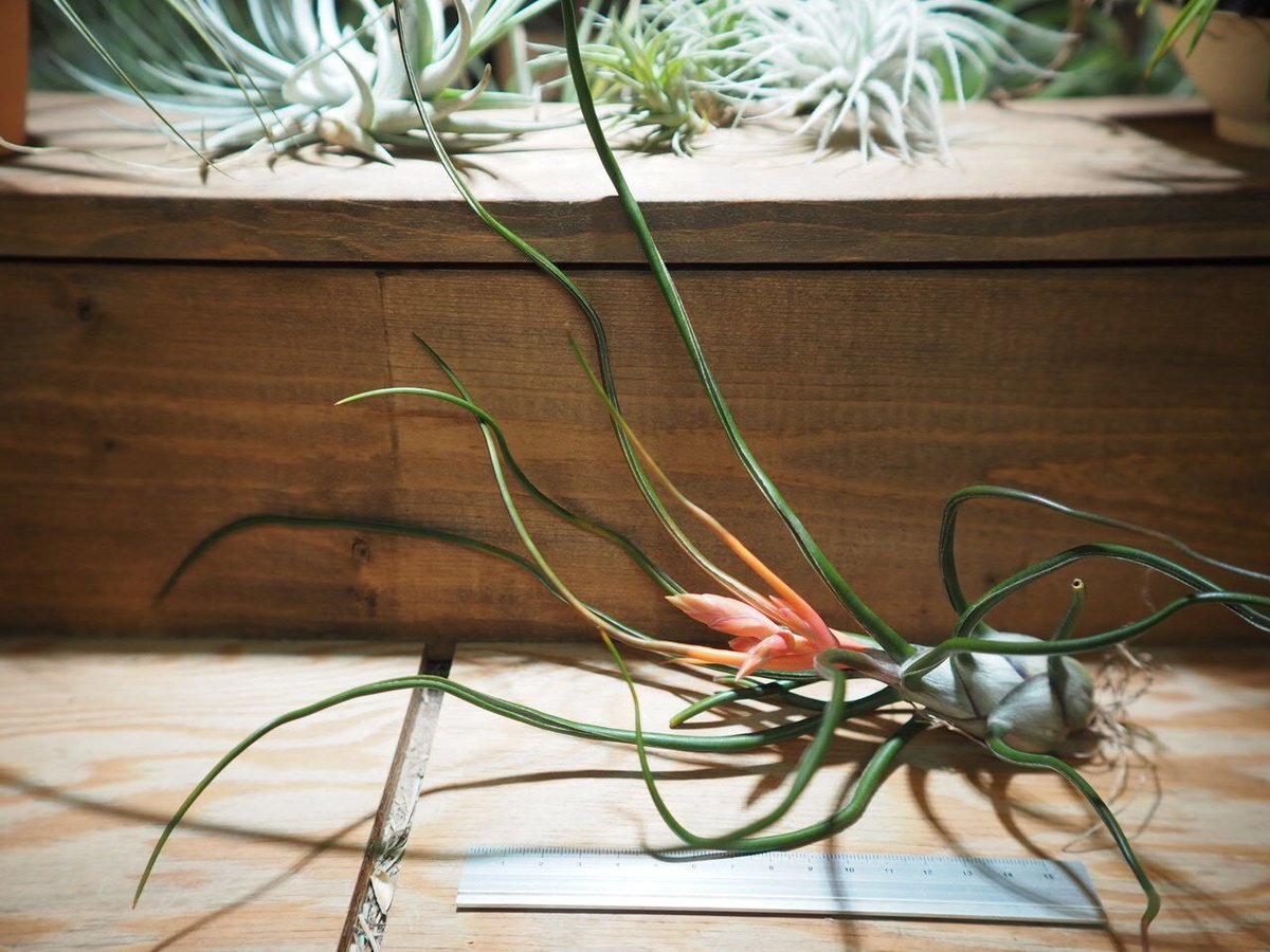チランジア ／ ブルボーサ ベリーズ XL 花芽付き (T.bulbosa