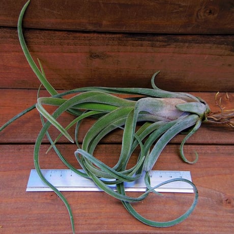 チランジア ／ ストレプトフィラ × ファシクラータ　(T.streptophylla × T.fasciculata)