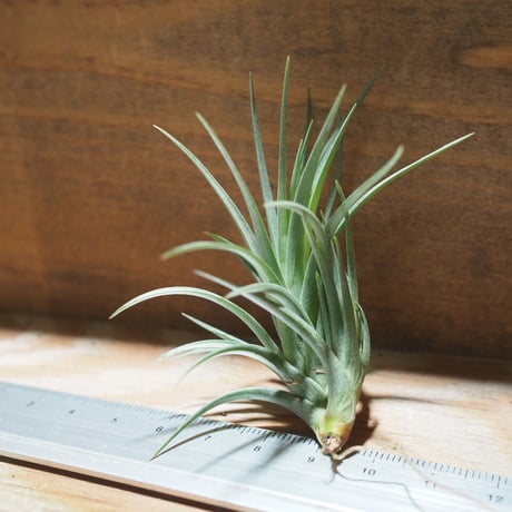 チランジア ／ テヌイフォリア ブロンズチップ　(T.tenuifolia 'Bronze Tip')　＊A01/Jun22