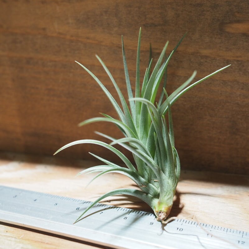 チランジア ／ テヌイフォリア ブロンズチップ (T.tenuifolia 'Bronze T
