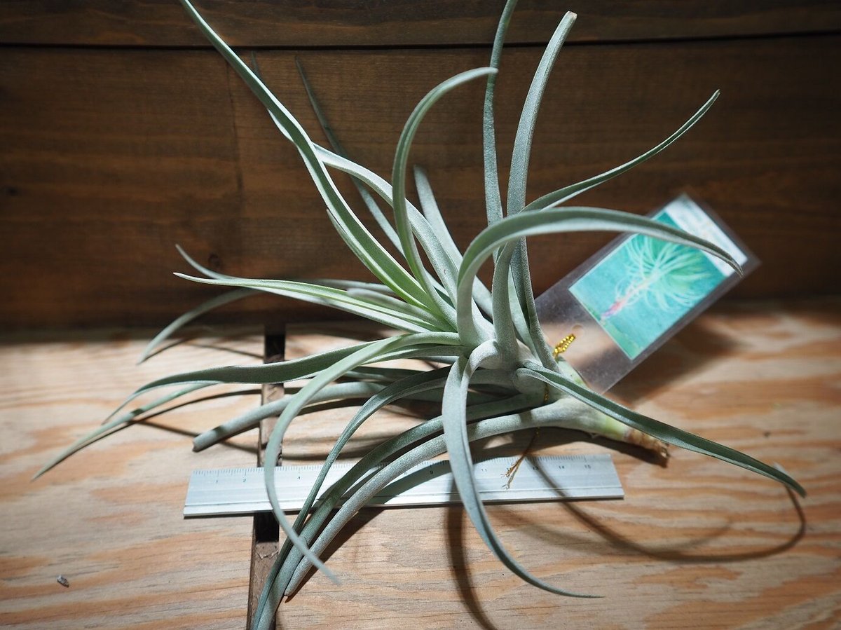 チランジア パチャラ レッドベルベット スカーレットレッドビューティー チランジア パチャラ レッドベルベット スカーレットレッド