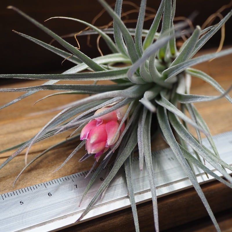 即購入禁止‼️チランジア   コットンキャンディー　花芽終わり 花芽付き♪ Tillandsia チランジア コットンキャンディパープル