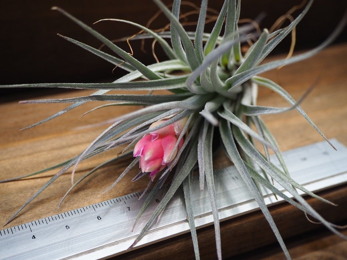 即購入禁止‼️チランジア   コットンキャンディー　花芽終わり 花芽付き♪ Tillandsia チランジア コットンキャンディパープル