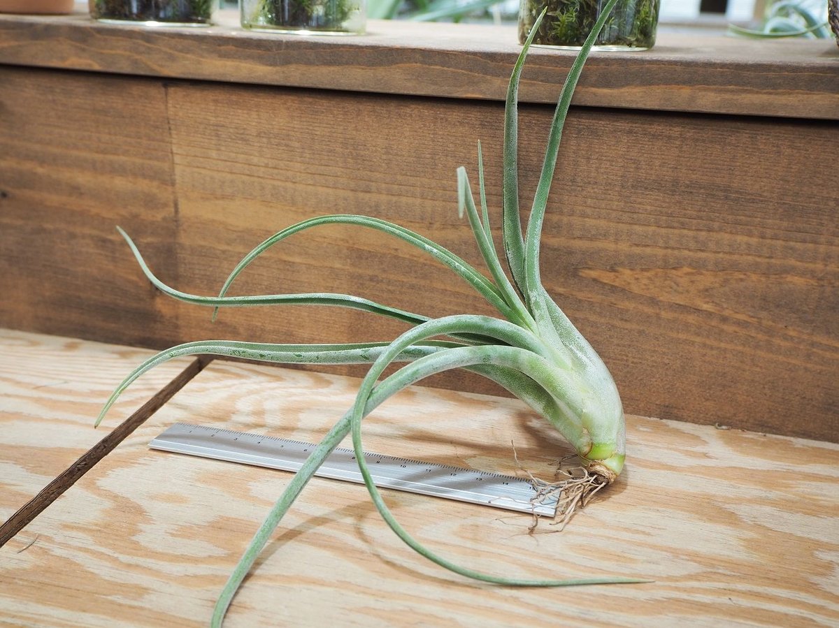 チランジア ／ エルグアポ (T.'El Guapo') ＊A01/Aug10 | 常葉植物園