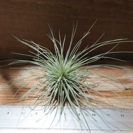 チランジア ／ フクシー グラシリス　(T.fuchsii var. gracilis)　★CD01/Feb05
