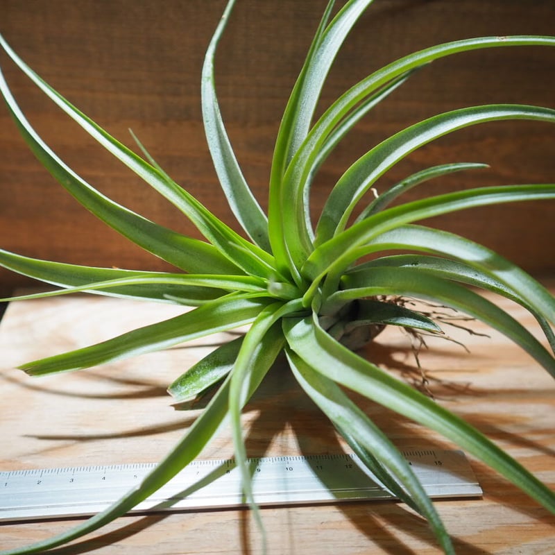 超希少❗️チランジア　ブラキカウロス　タイフーン✨ 超希少❗️チランジア ブラキカウロス タイフーン✨ エアー