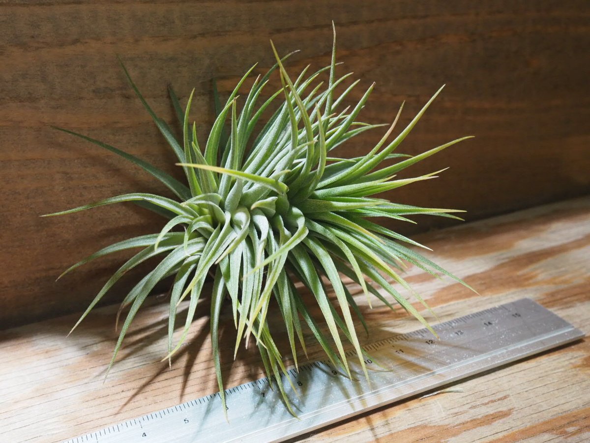 チランジア ／ イオナンタ ファットボーイ (T.ionantha 'Fat Boy') ☆E