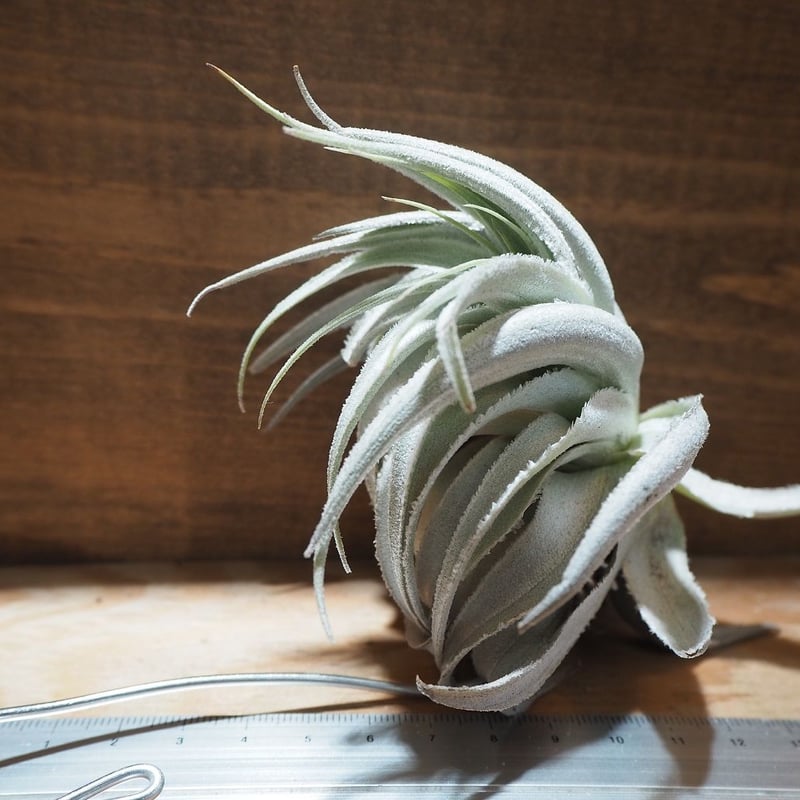 チランジア　ガルドネリ　ルピコラ 高級希少ティランジア！ガルドネリー変種ルピコラ 【Tillandsia