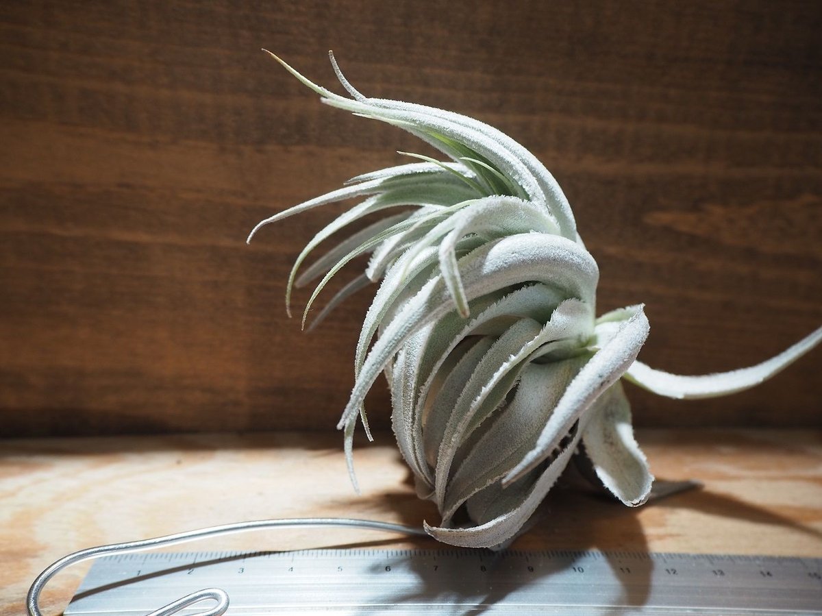 チランジア ／ ガルドネリー ルピコラ (T.gardneri var. rupicola)