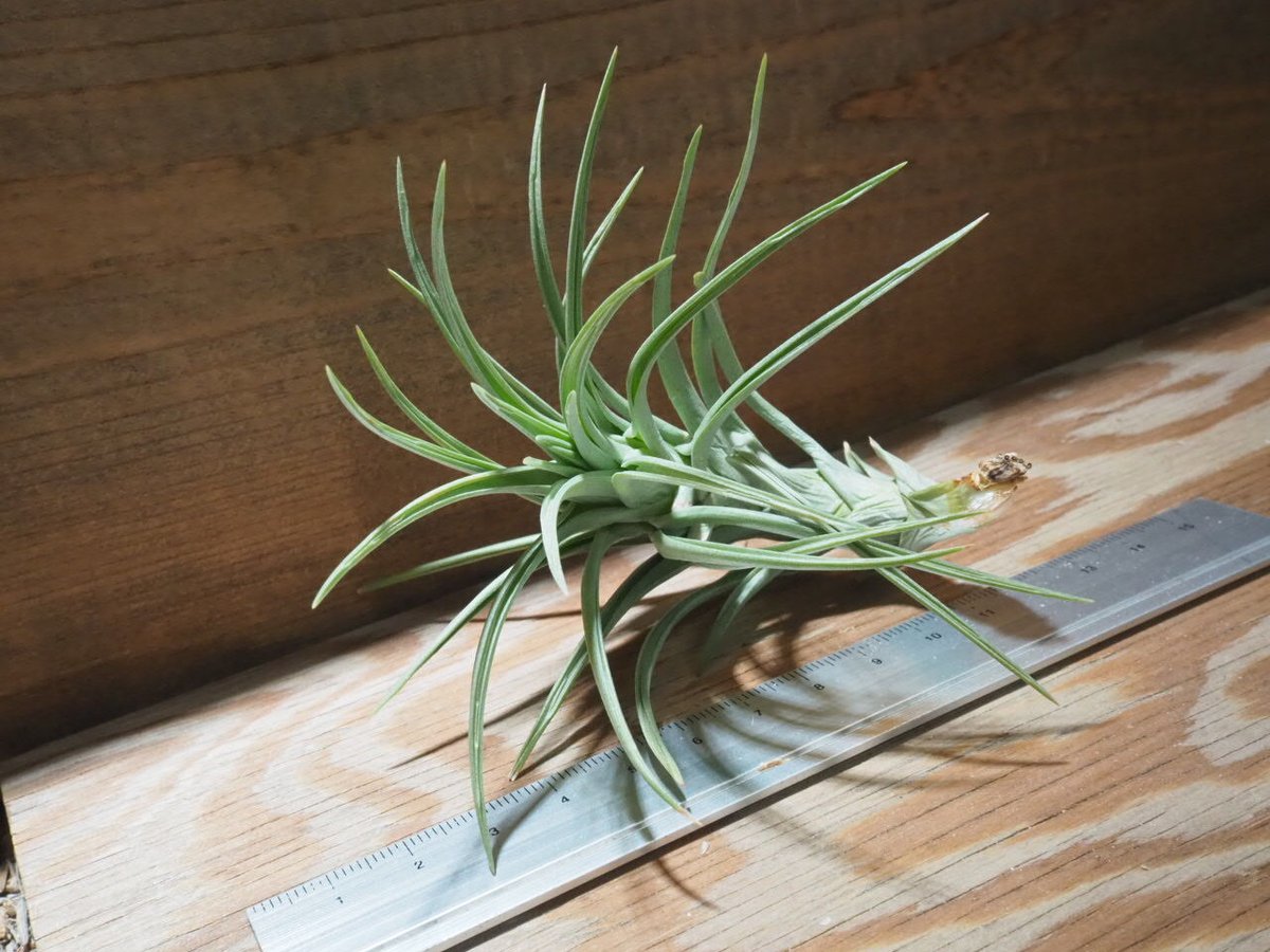 R*o様 チランジアハイブリッド チランジア ／ パウシフォリア レッドハイブリッド (T