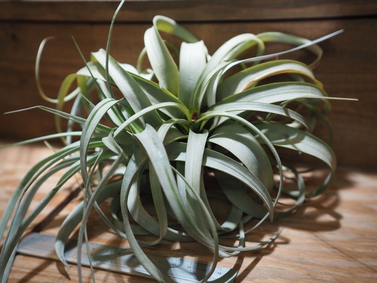 チランジア ベストインクラス × イオナンタ チランジア ベストインクラス × イオナンタ チランジア ／ ベストイン