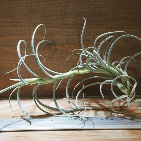 STORES エアープランツの検索結果