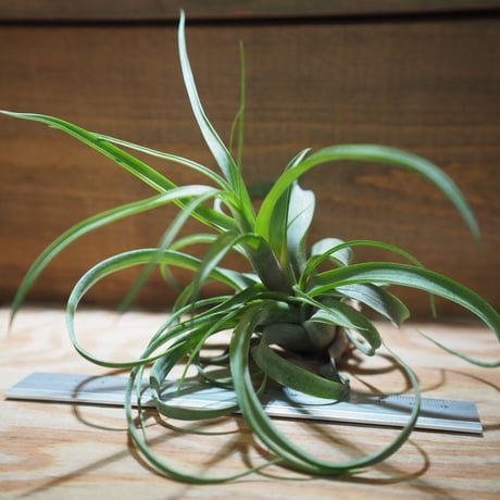 チランジア ／ ノバキー  × (ブルボーサ × ストレプトフィラ)　(T.novakii × (T.bulbosa x T.streptophylla))　＊A01/Jul11