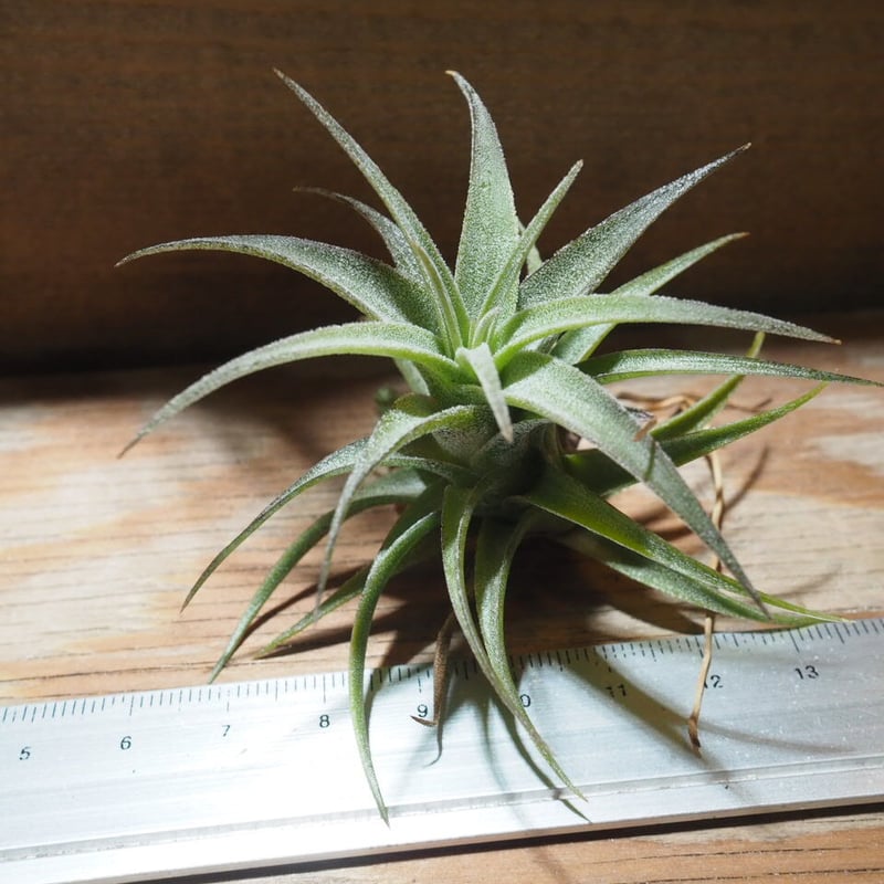 チランジア ／ ラティフォリア (T.latifolia) ☆GH01/Feb05 | 常葉植