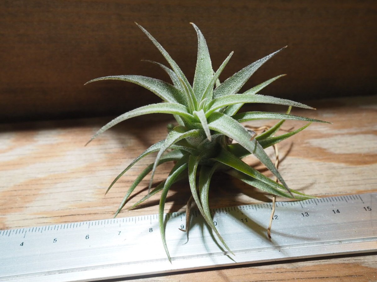 Tillandsia ラティフォリア レウコフィラ① チランジア ラティフォリア レウコフィラ Tillandsia latifolia