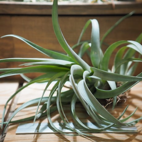 チランジア ／ カピタータ イエロー　(T.capitata ’Yellow’)　＊A01/Apr25