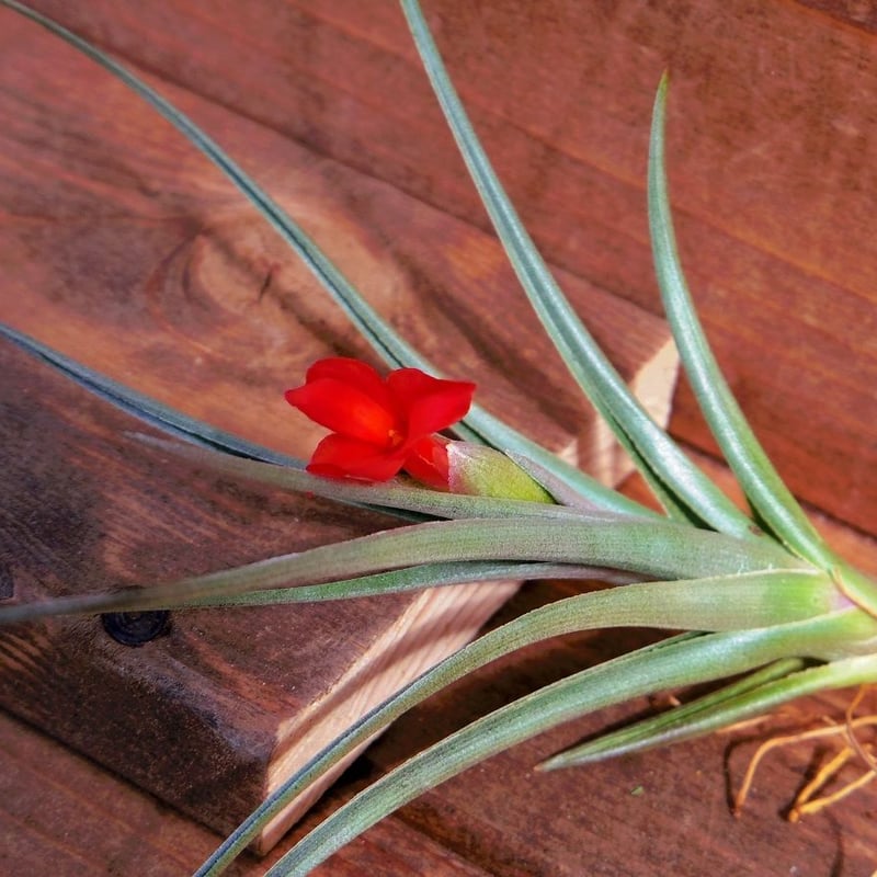 チランジア ／ ミスティックフレイム (T.'Mystic Flame') ＊A02/Ju14