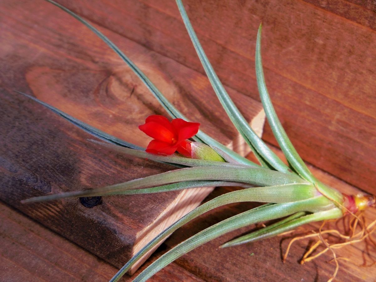 チランジア Aztec Flame Tillandsia Aztec Flame (T. jalisco-monticola x dugesii