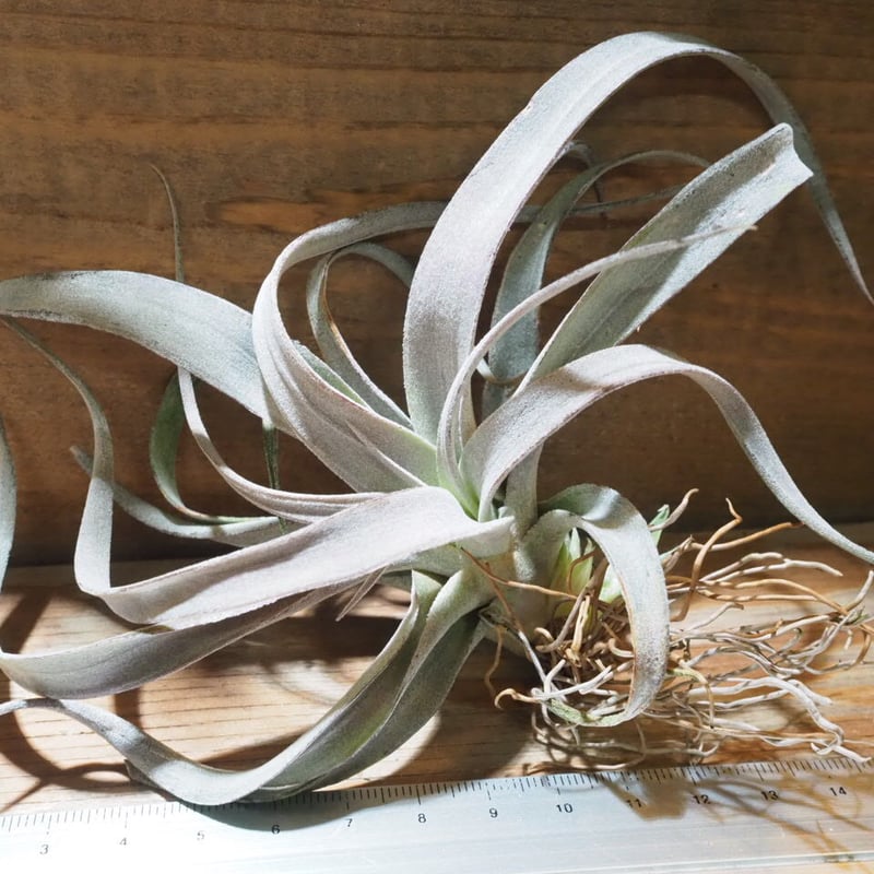 【なお】チランジア　チアペンシス　ジャイアント チランジア・チアペンシス（ジャイアントクローン） Tillandsia
