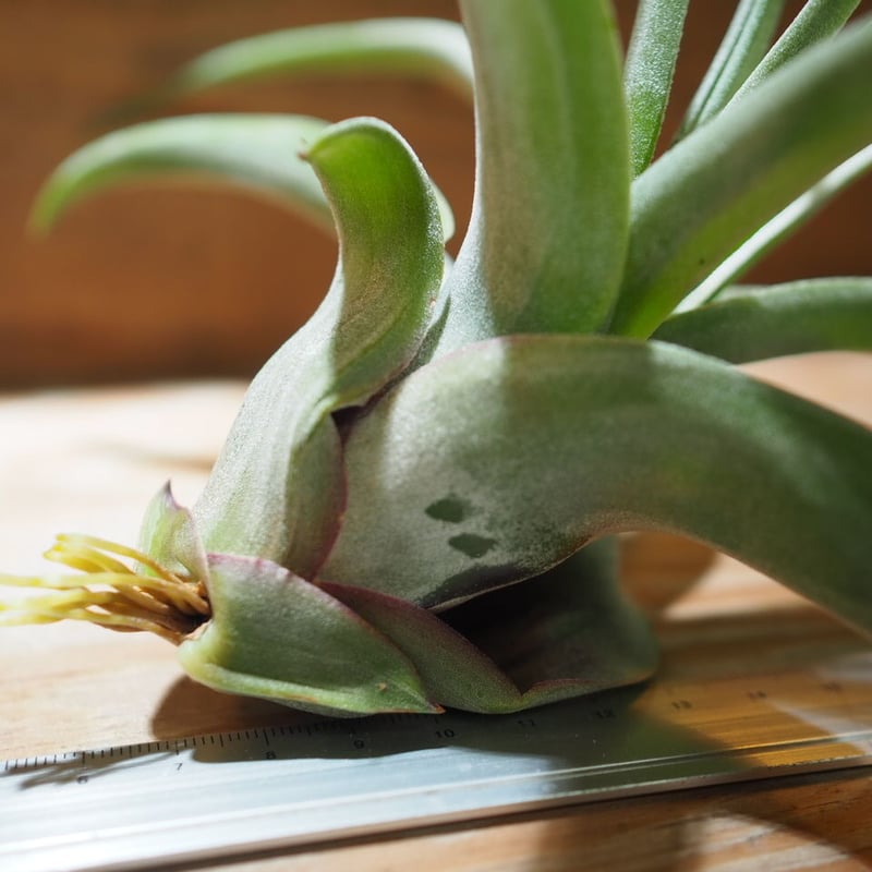 期間限定30%OFF! チランジア *A01 (T.streptophylla) L ストレプトフィラ / ブロメリア・エアープランツ
