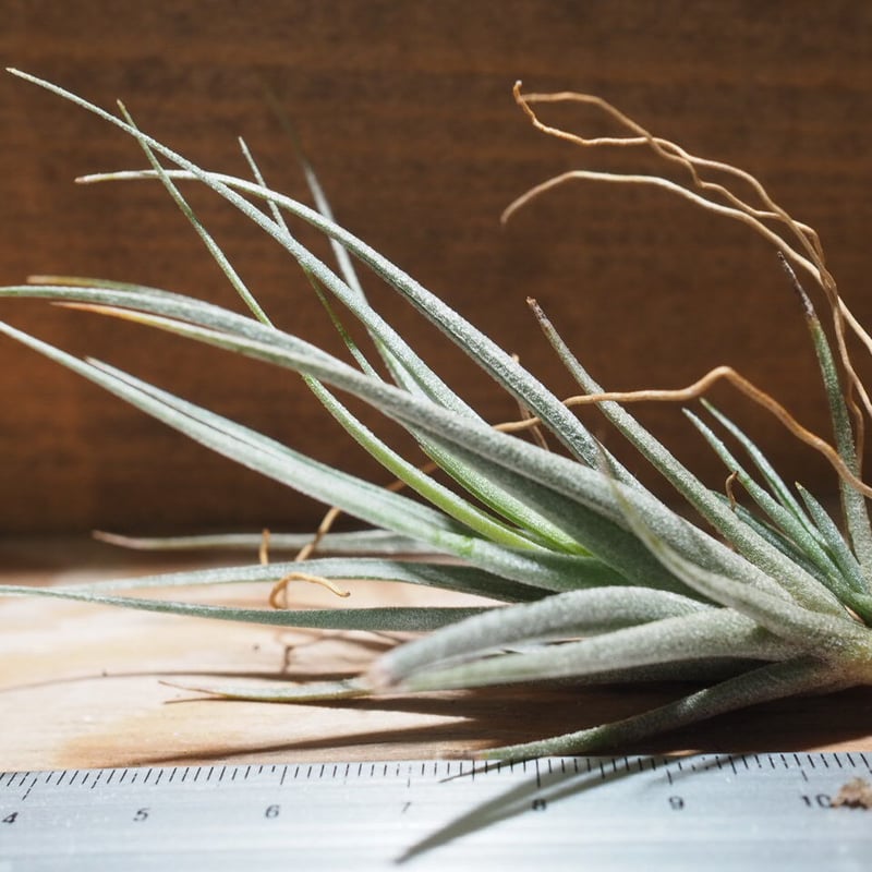 チランジア ／ ヴェルニコーサ ハイブリッド (T.vernicosa