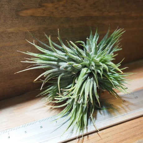 チランジア ／ イオナンタ ピーナッツ CL 　(T.ionantha 'Peanut')　＊A01/Jun05