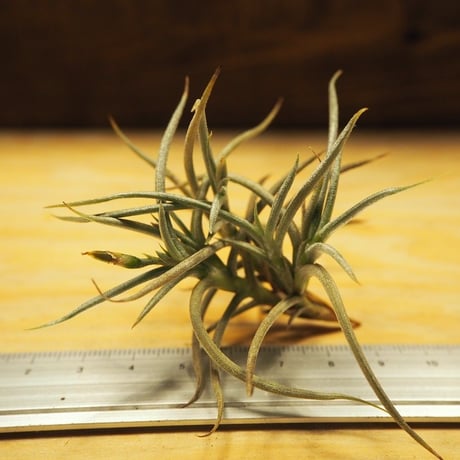 CATEGORY 学名・名称：R | 常葉植物園 Tokiwa Botanical-Garde