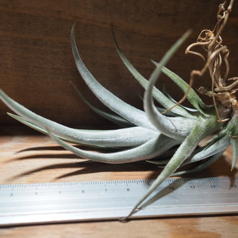 チランジア ／ クシフィオイデス (T.xiphioides) ＊A01/Jul05-01 |